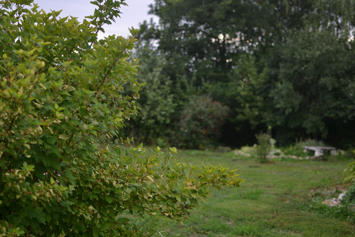 Мой сад, галерея