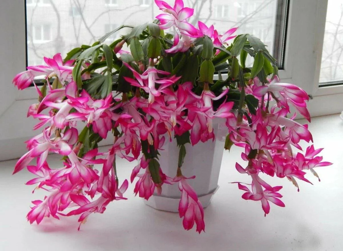 "Вот тебе и пустоцвет!" Всему свое время и место. Фото из свободных источников сети.