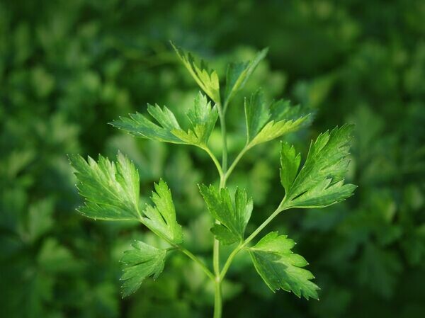    © Pixabay Image by Mimzy from Pixabay