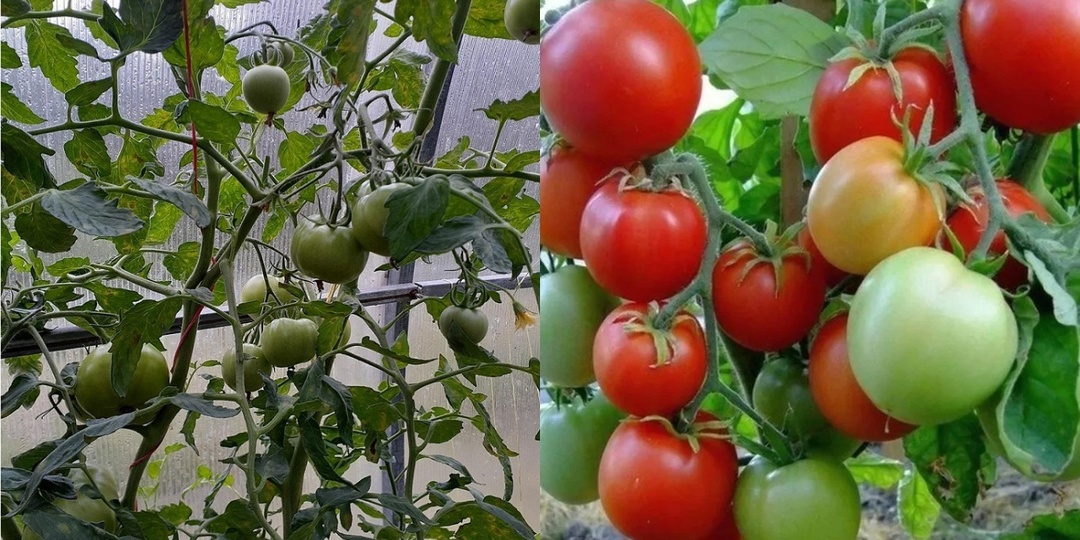 Поясняю, какие помидоры сажать в теплице без опыта. От пустых кустов к первым 2.5 кг с растения