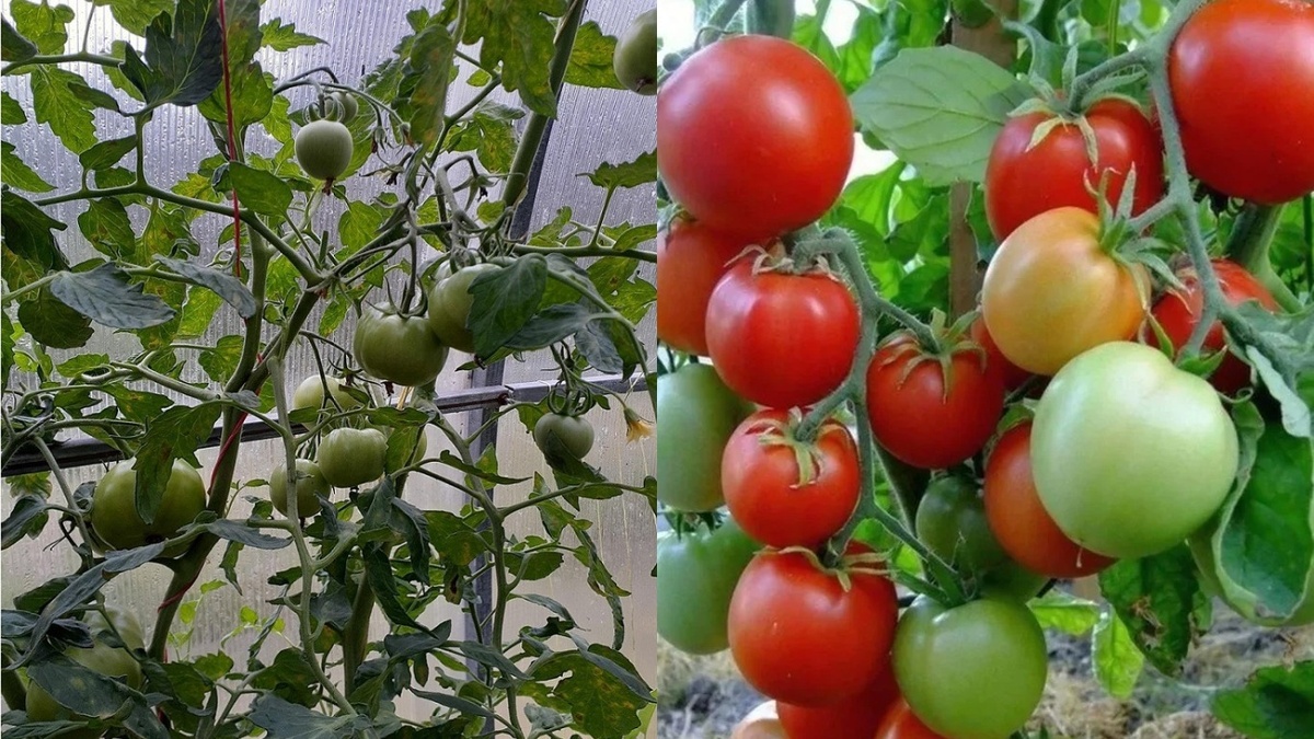 Разница между неправильным и правильным подбором сортов. Справа куст дает в два раза больше урожая