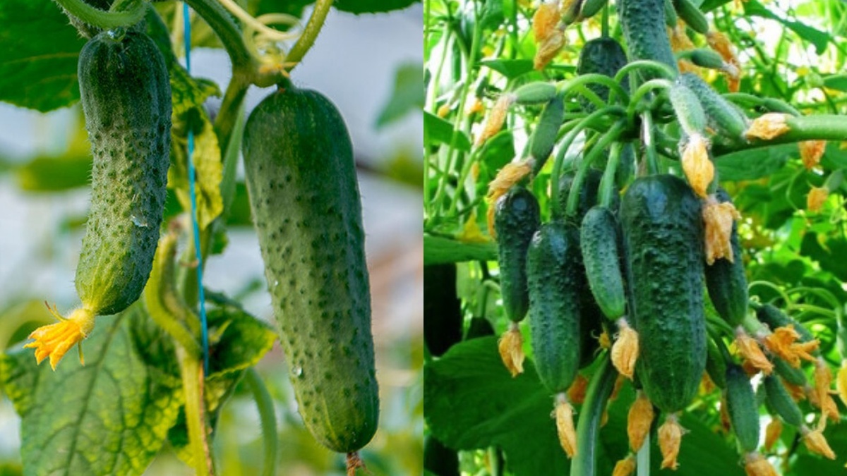 Справа пучковый гибрид, слева обычный сорт. Разница в урожайности видна невооруженным глазом