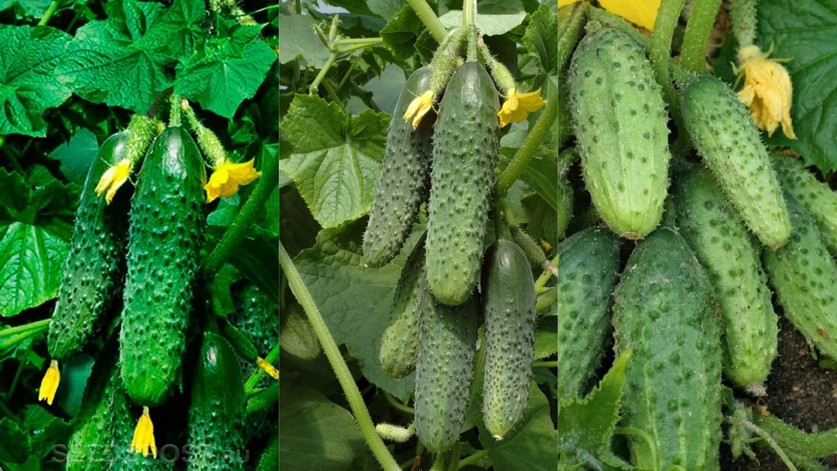  Разница в формировании завязей между Машей F1, Куражом F1 и Мечтой Дачника F1