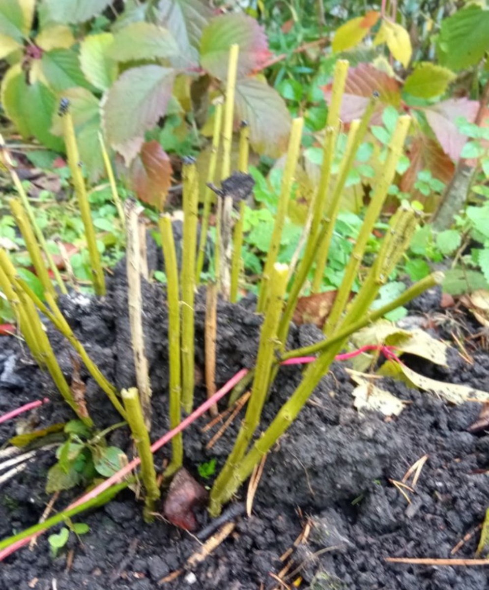 Куст флоксов, подготовленный к осеннему делению