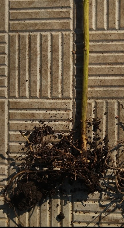 Вот такие растения получаются после деления