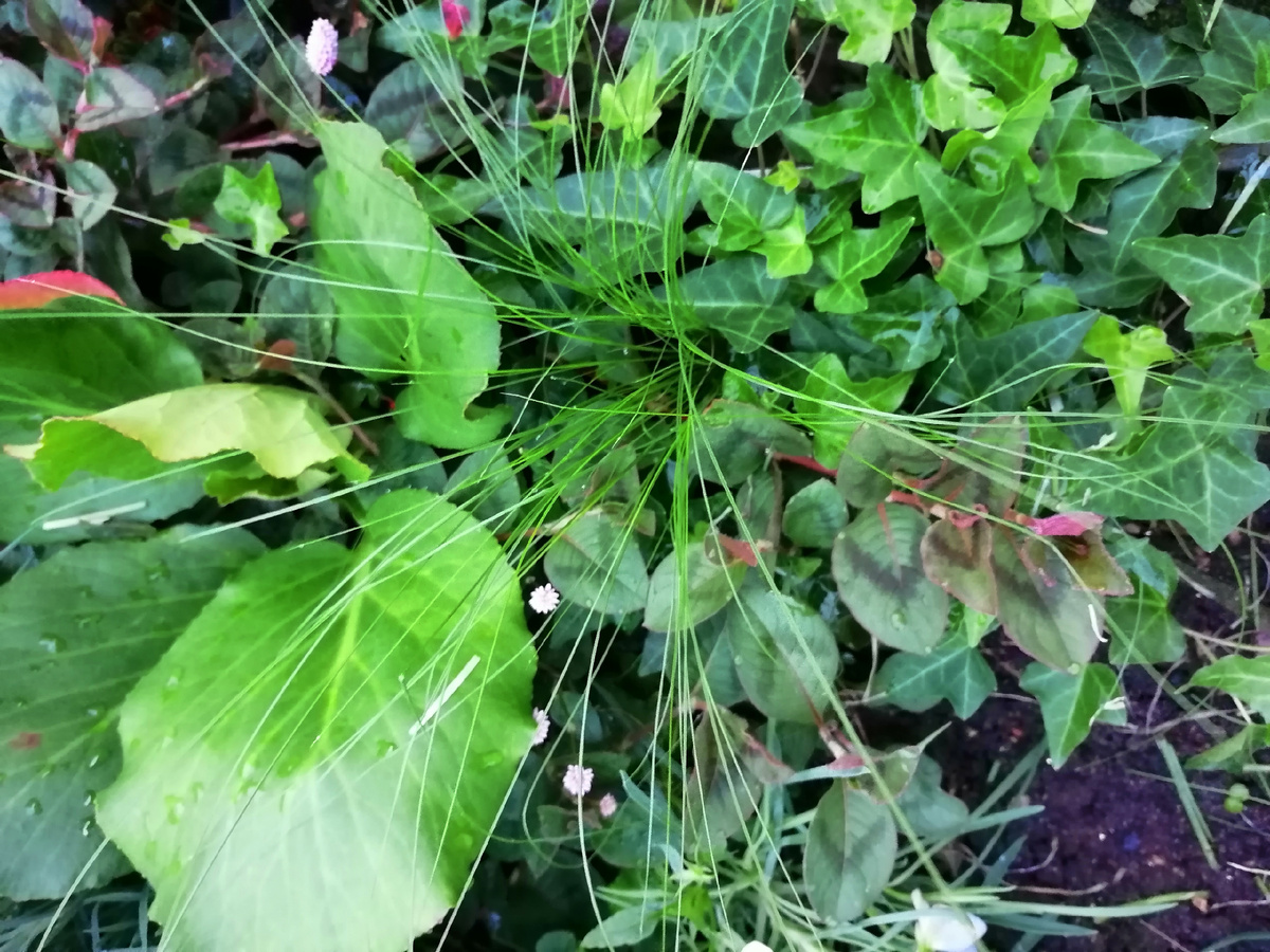 Потомок того самого плюща. Лет 20 уже со мной по жизни идёт. 