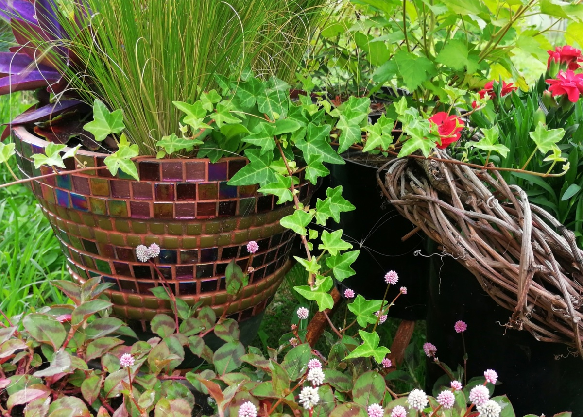 Плющ в контейнерном саду, 2023.