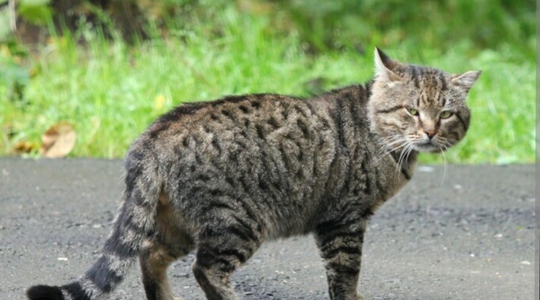 Это конечно не тот кот, фото я взяла из интернета, но зато он очень похож 😊
