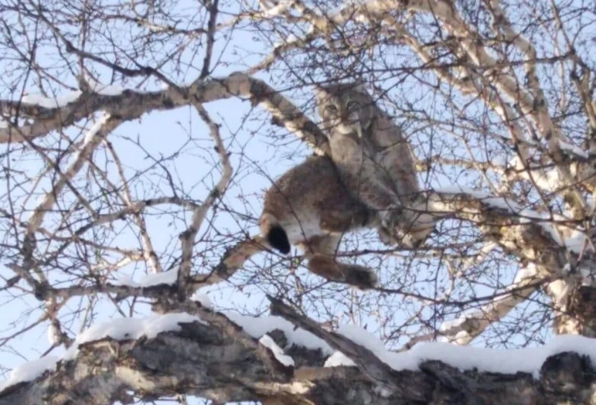    Собаки несколько дней не давали рыси спуститься с дерева на Камчатке