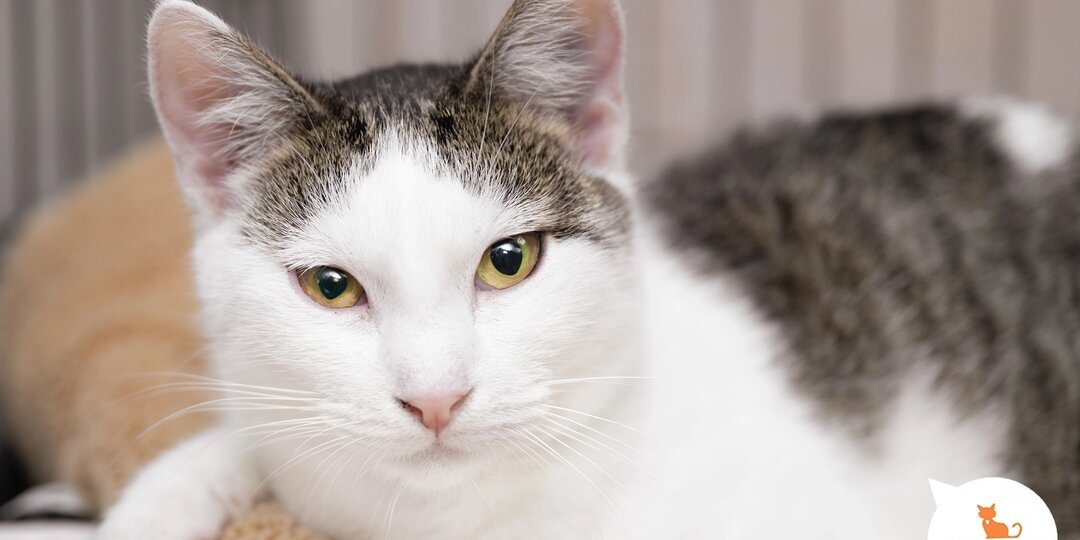 Рождество — главное событие