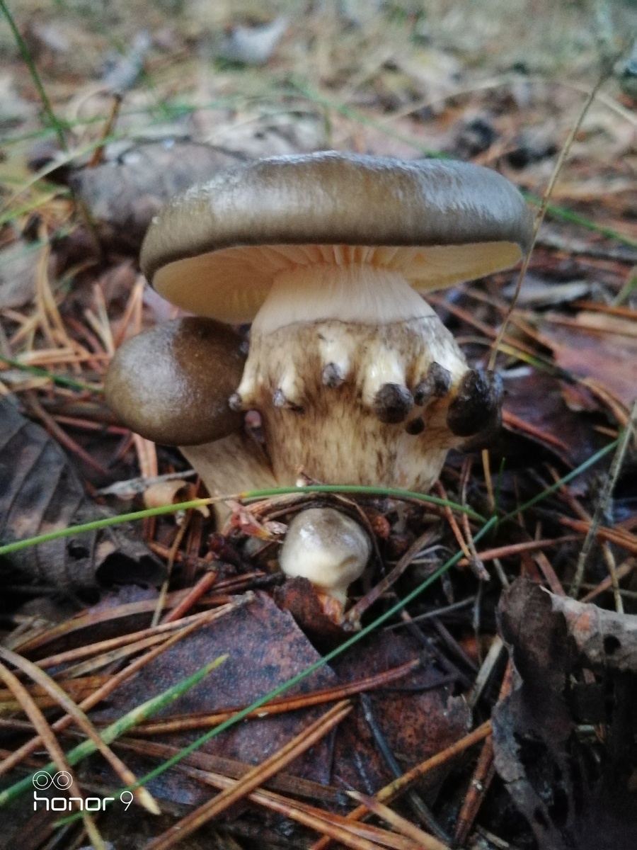 Фото  Натальи Шавлинской 