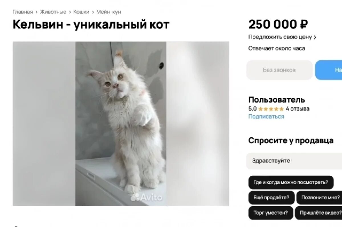    В Томске за 250 тысяч рублей продают мейн-куна Кельвина с мраморным окрасом