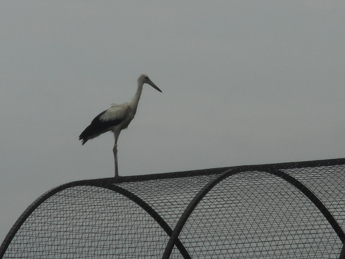 На крыше вольера