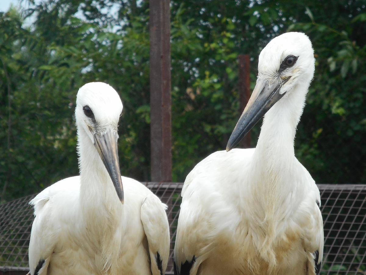 Накануне вылета из гнезда