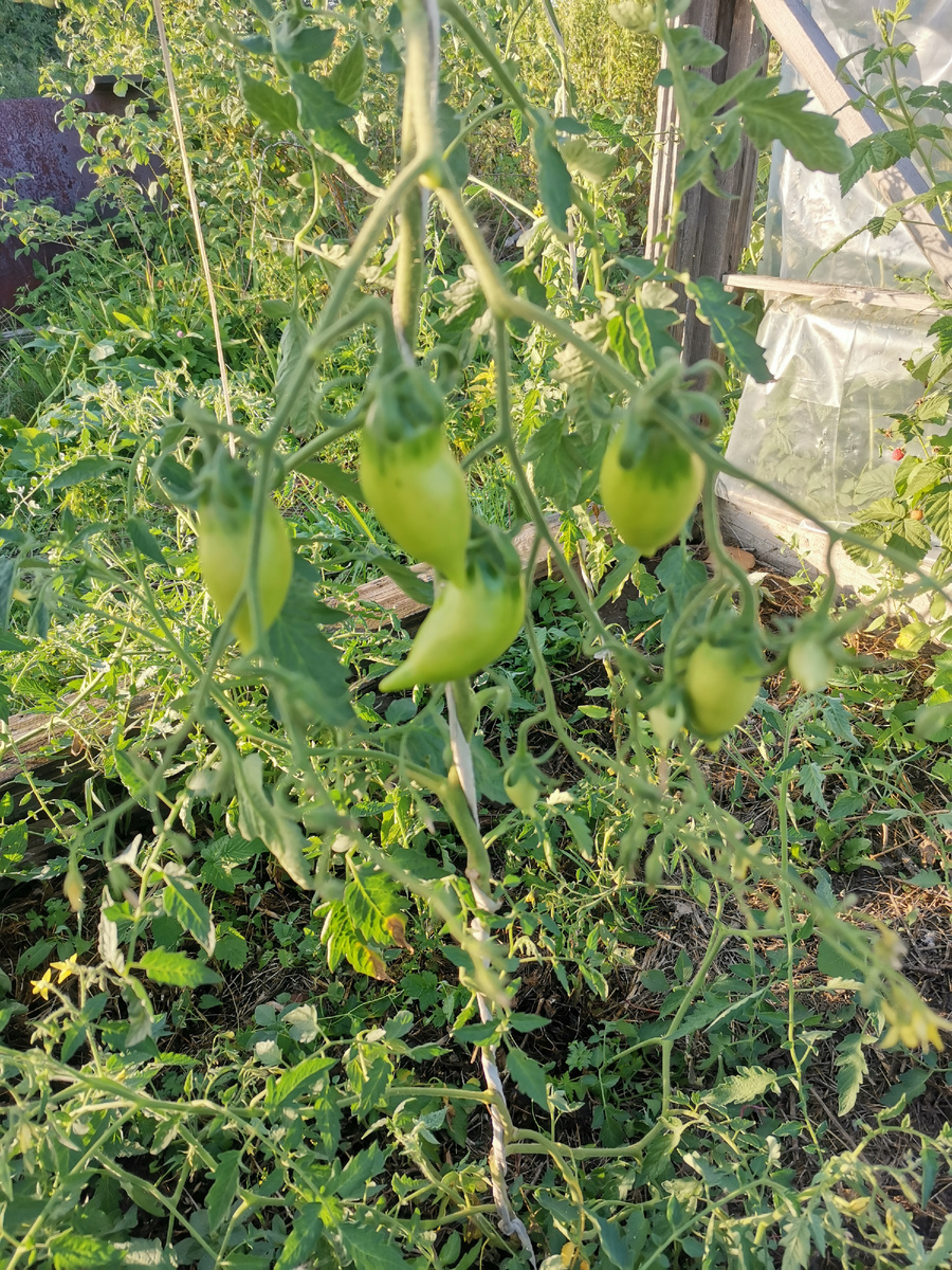 Томат Цыпочка от Семена Алтая в открытом грунте