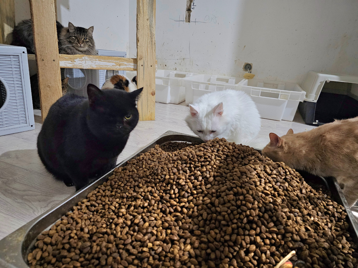 Фото автора. Котики.