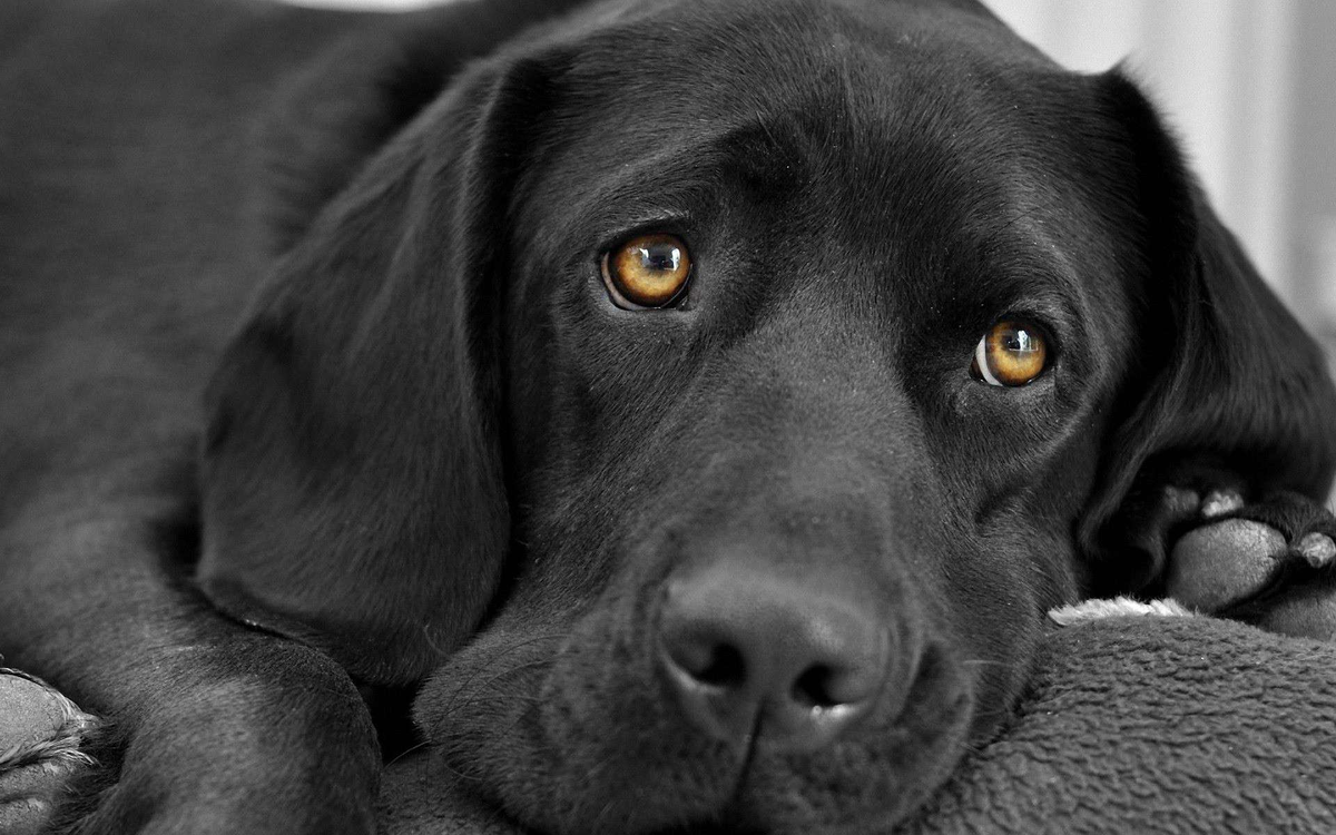 Фото с zooclub.ru для примера