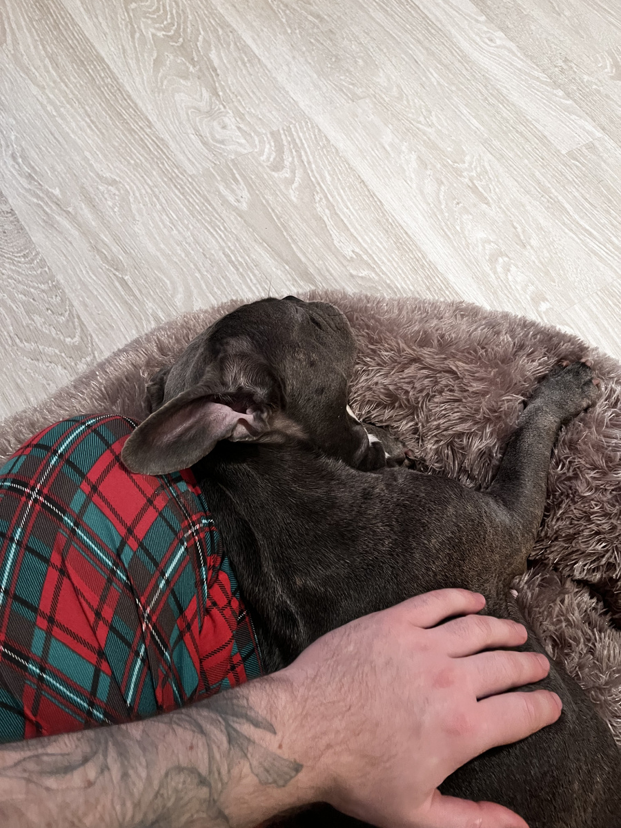 Лулу - французский бульдог