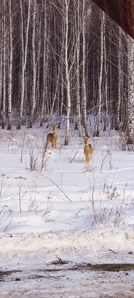 Косули стали выходить к дороге