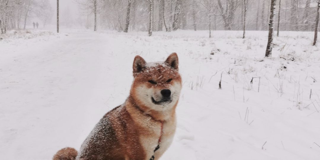 Новогодний снегопад в Павловске