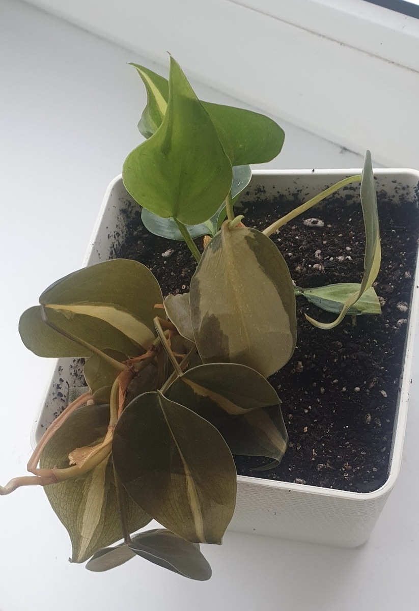 Филодендрон Сканденс Бразил пятнистый Philodendron Scandens Brazil d12. Фото из личного архива.
