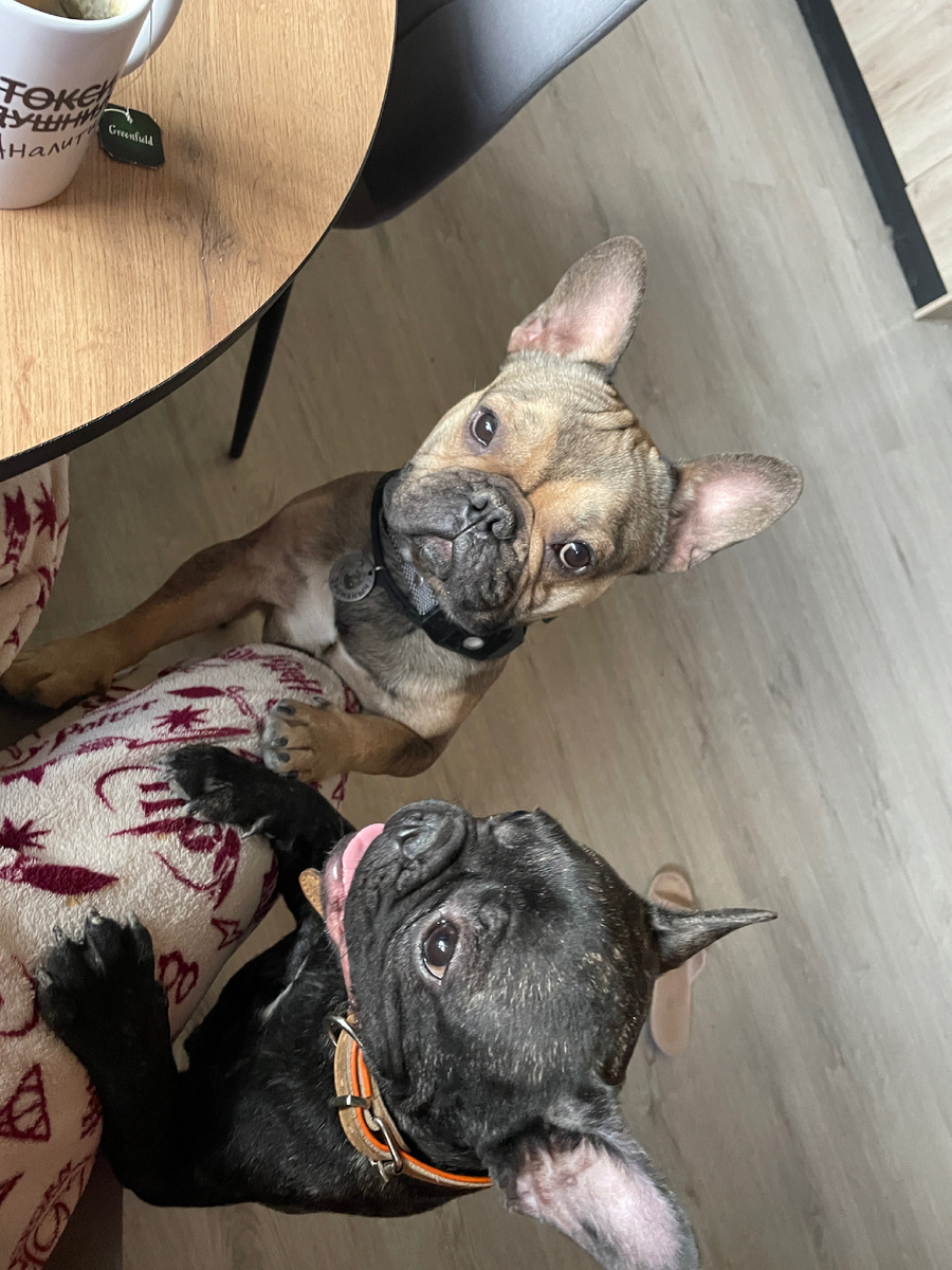 Новогодних фото совсем нет, поэтому фото собачек (черная гостит у нас)