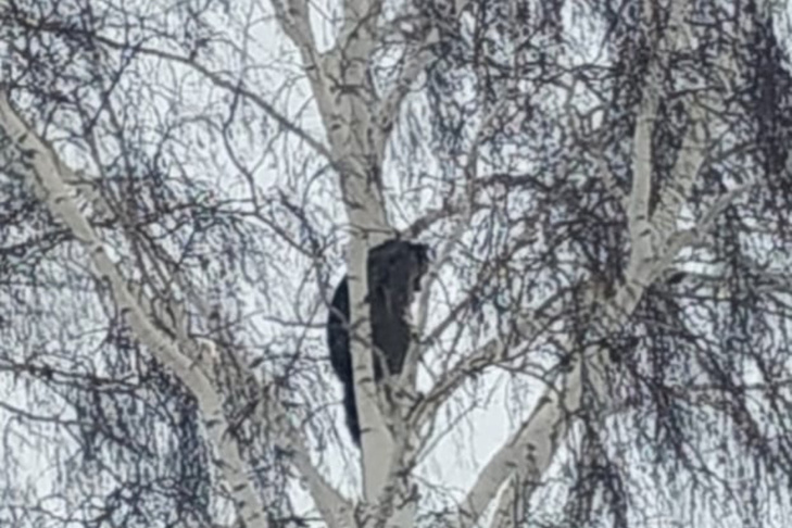    фото Краснозерская новь
