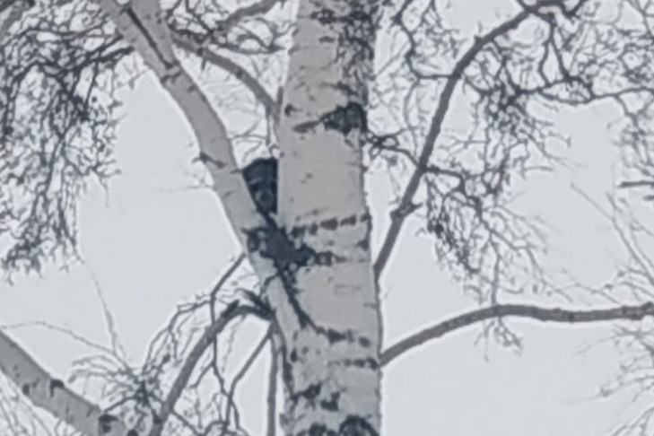 © Фото "Краснозерская новь".📷
