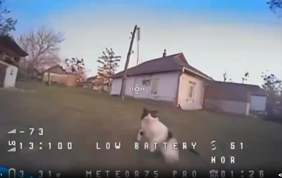    Кот сбил украинский дрон в ДНР. Источник: Скриншот видео из телеграм-канала "Украина.ру"
