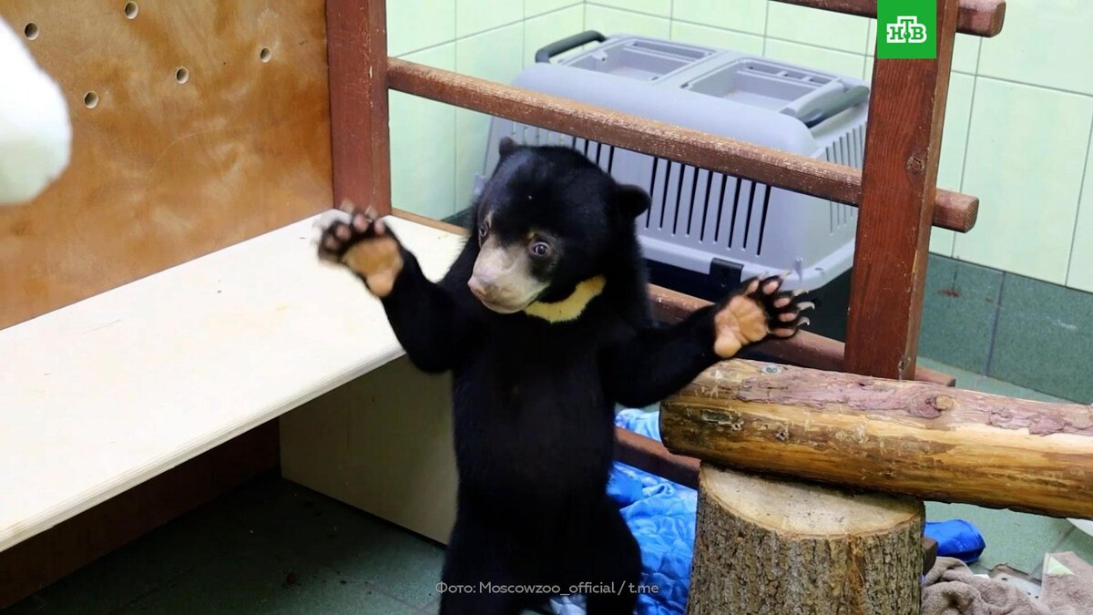    В Московский зоопарк доставили малайского медвежонка