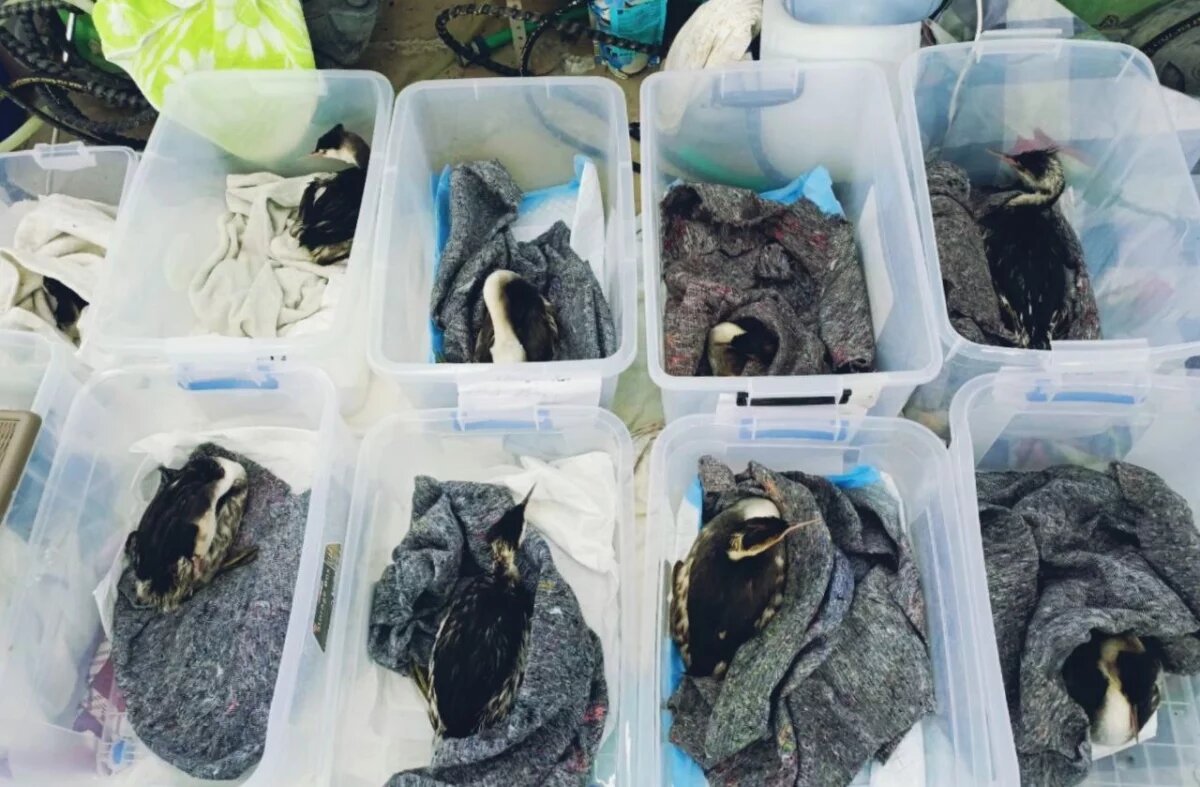    В колл-центр «Спасай море» поступило почти 1,5 тысячи звонков