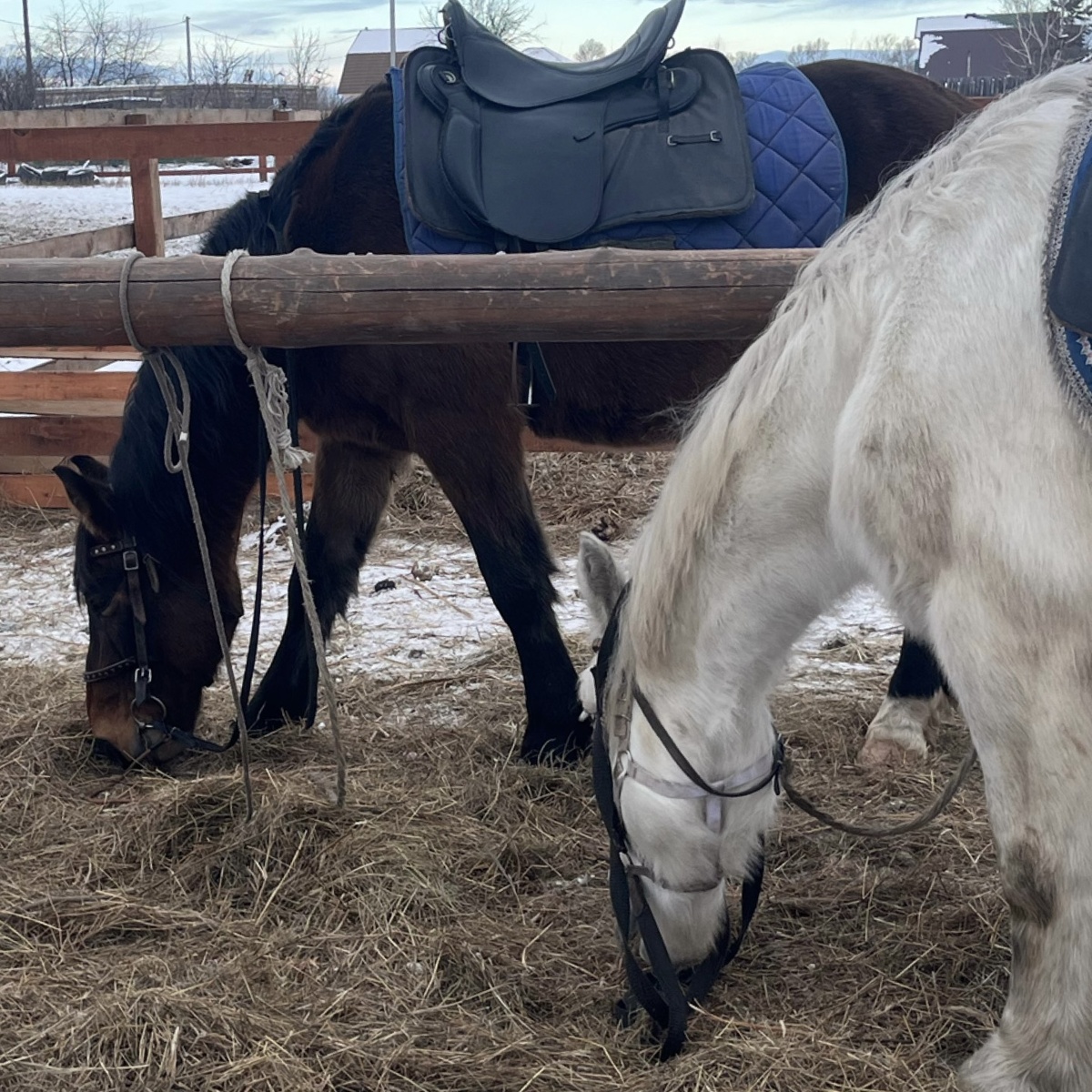 Лошадки, на которых мы катались