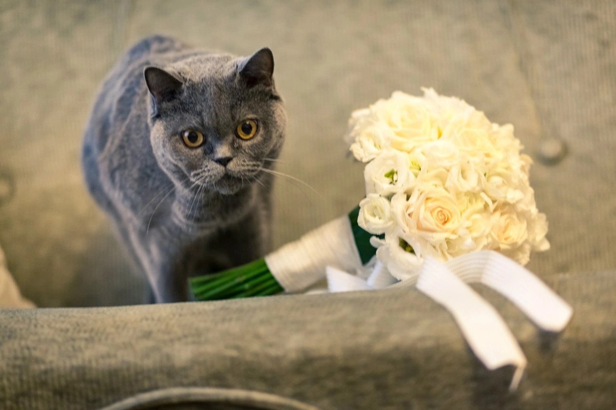 Моя кошка Теса, которая не дожила до рождения сына несколько дней