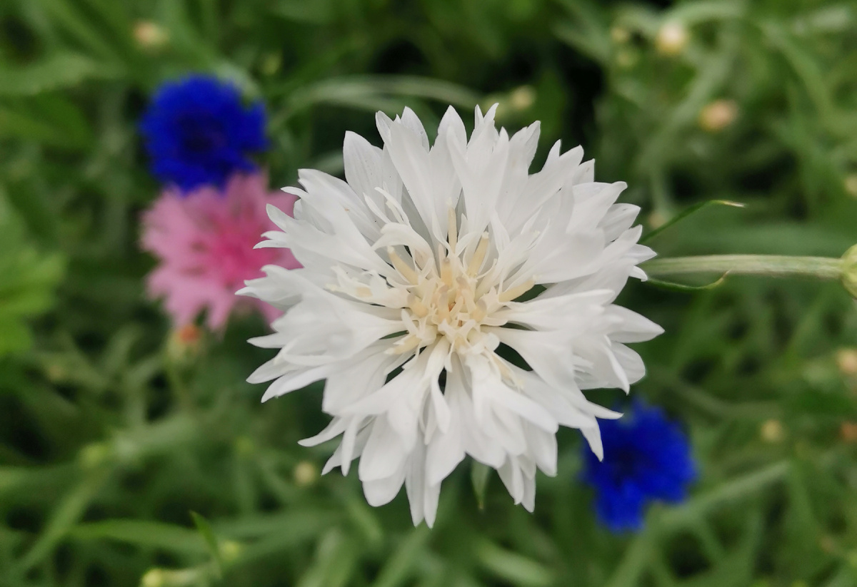 Василёк однолетний "Белая корона", фото 2024 года