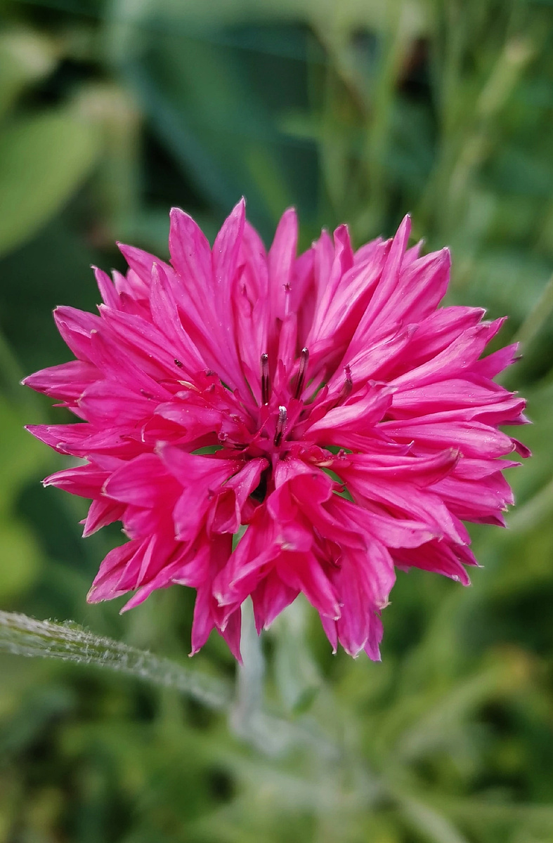 Василёк однолетний "Ред бол", фото 2023 года 