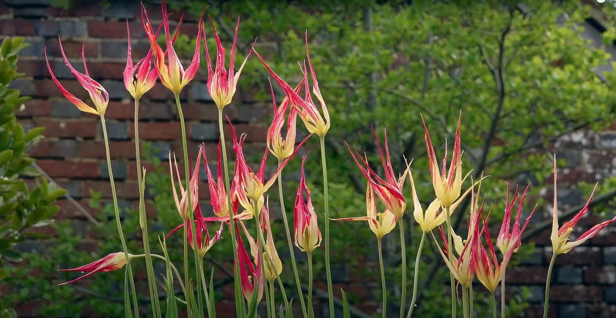 Тюльпан акумината — Tulipa acuminata.