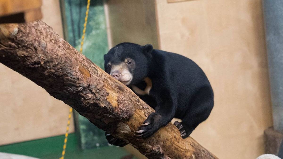    Фото: Пресс-служба Московского зоопарка