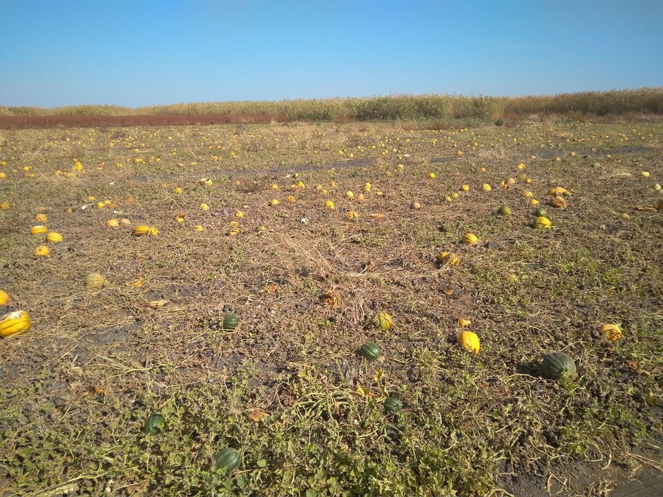 Открытый доступ. Вот они, дыни сорта ,,Колхозница,, медовой сладости и необыкновенного аромата! Две.- три штуки мой ежедневный рацион.
