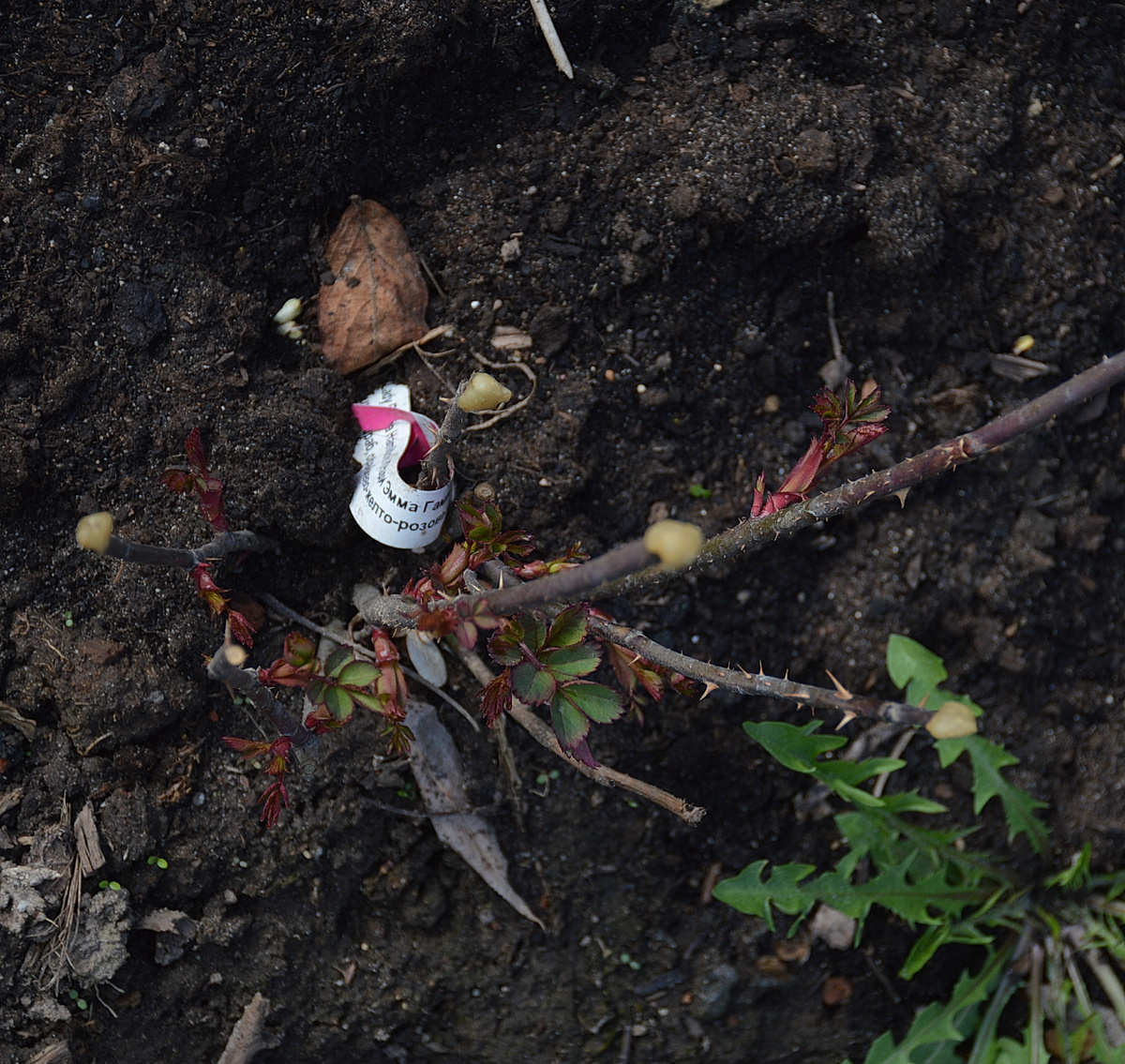 Леди Эмма Гамильтон, 21 апреля 2024. Все фотографии в статье мои. Роза - тоже