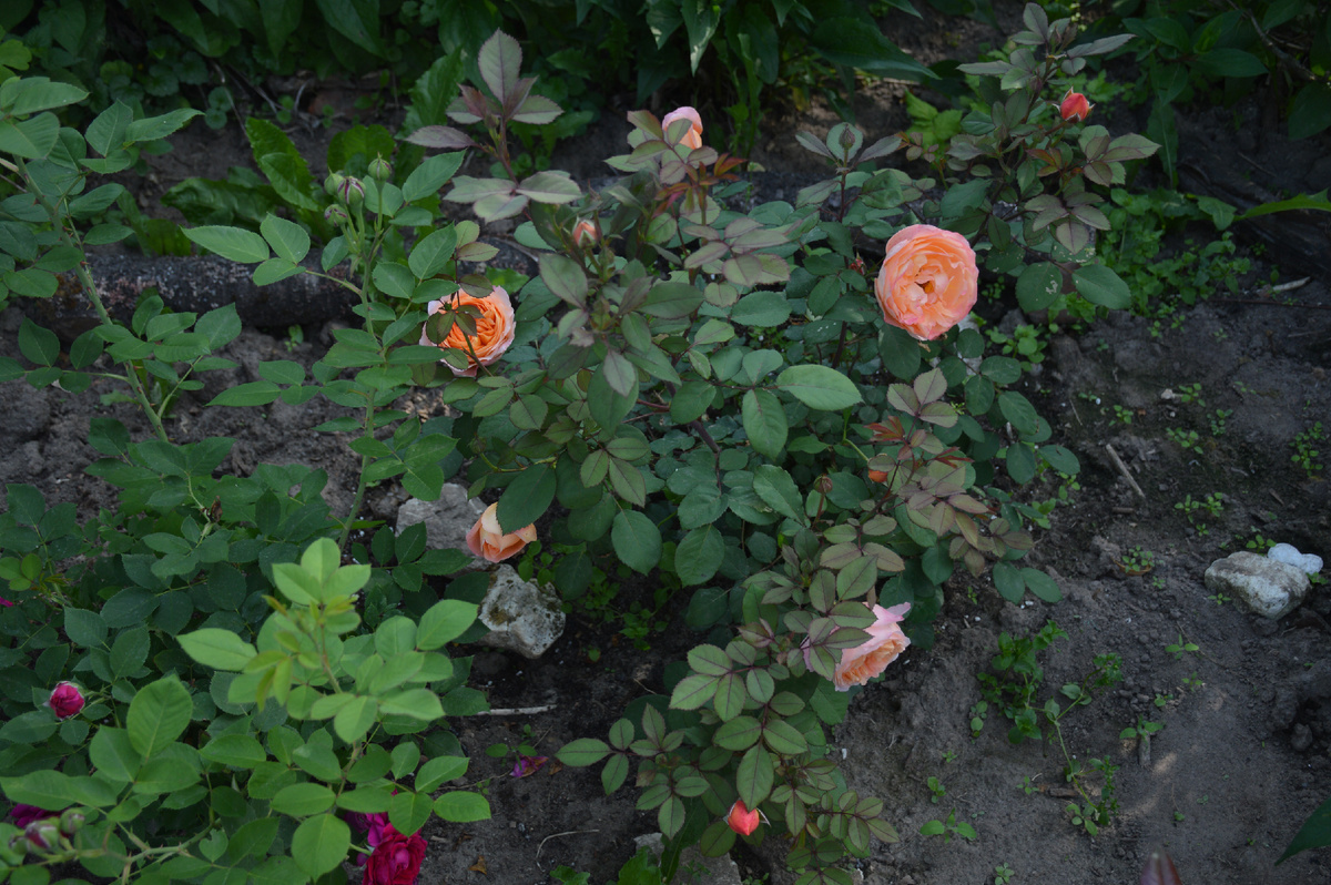 Английские розы Леди Эмма Гамильтон и Фальстафф