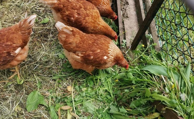    Фитобиотики для кур против патогенной кишечной палочки готовятся к тестам на цыплятах