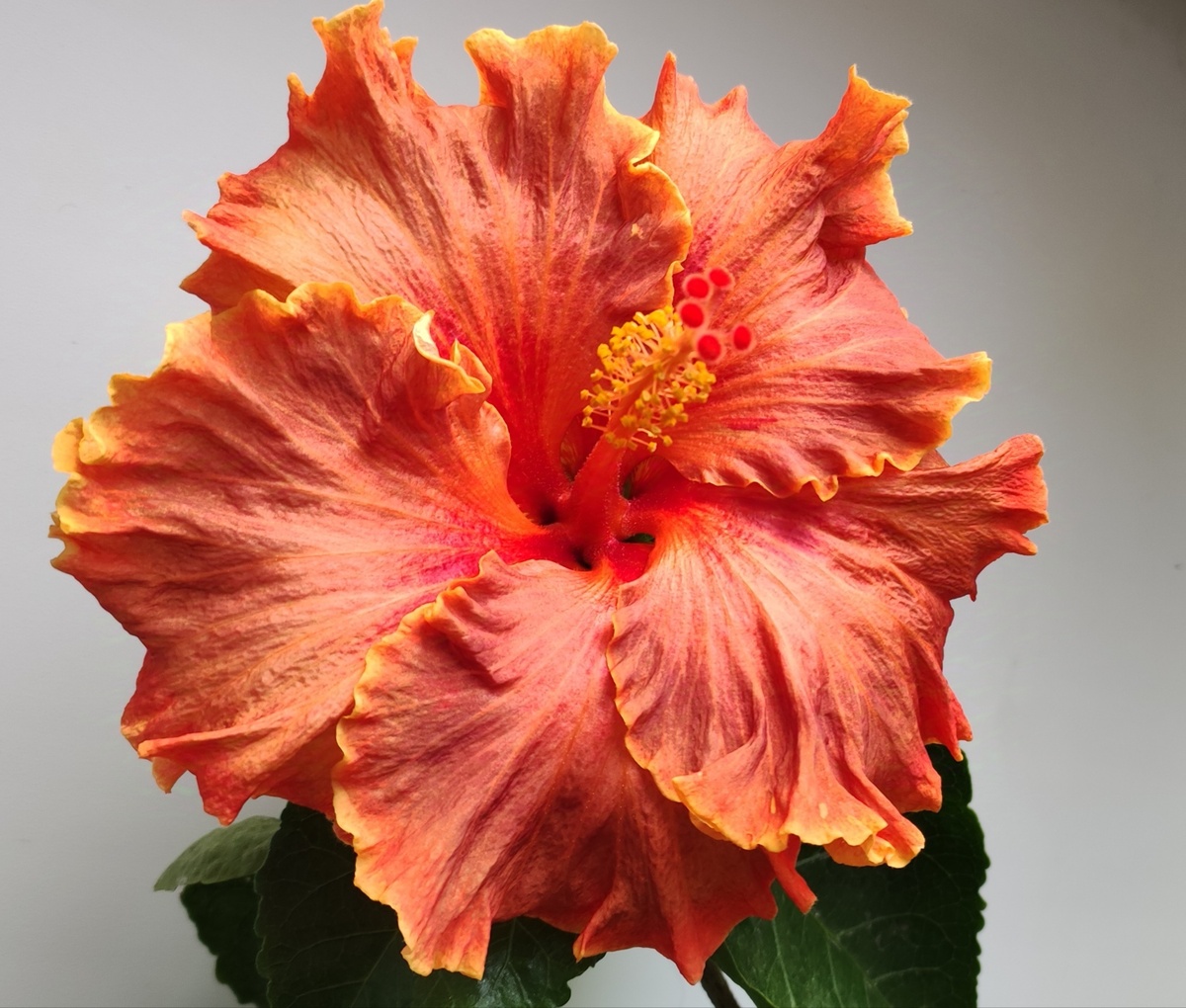 4-ый сеянец IT- Orange Bird