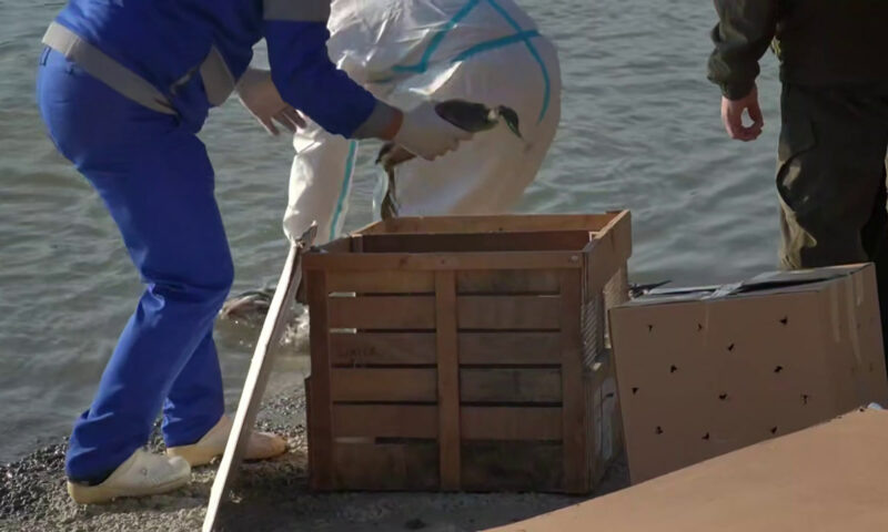    Фото t.me/opershtab23