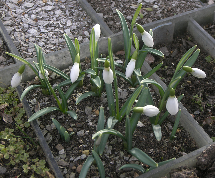 Galanthus plicatus subsp. byzantinus
