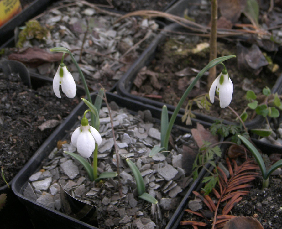 Galanthus bursanus.