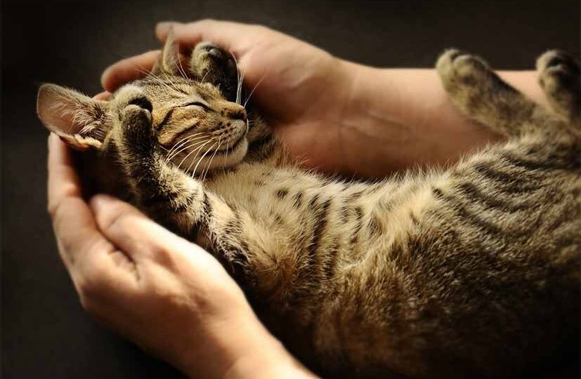 Как кошка выбирает себе хозяина