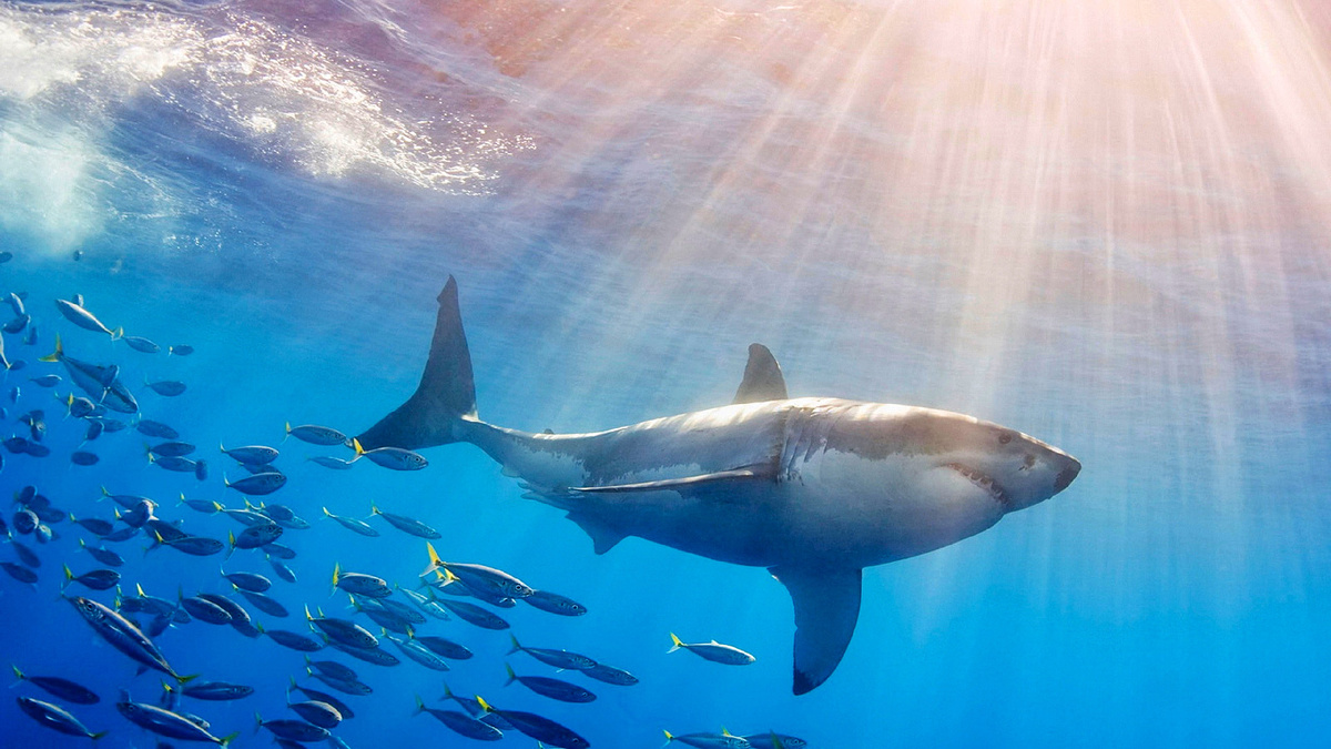 Акула в Египте