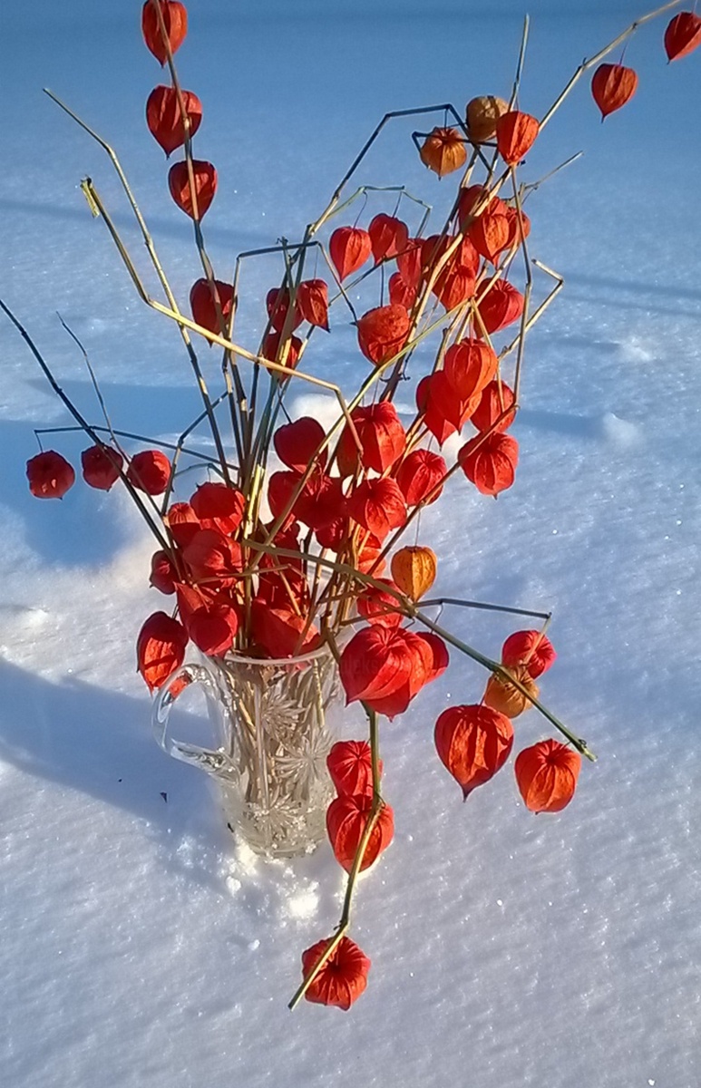 Яндекс картинки