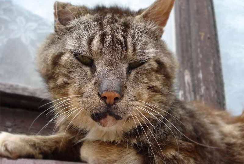 Как помочь умирающей кошке