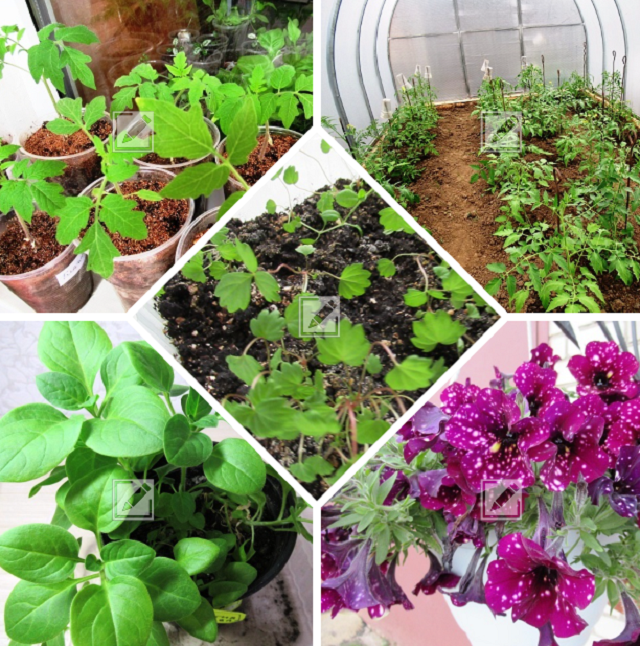 коллаж из фото автора